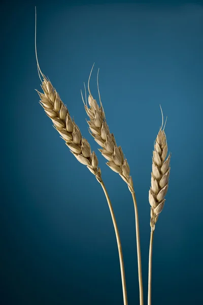 Sağlıklı buğday Telifsiz Stok Fotoğraflar