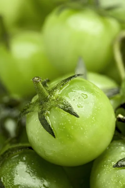 Tomates cherry verdes Fotos de stock libres de derechos