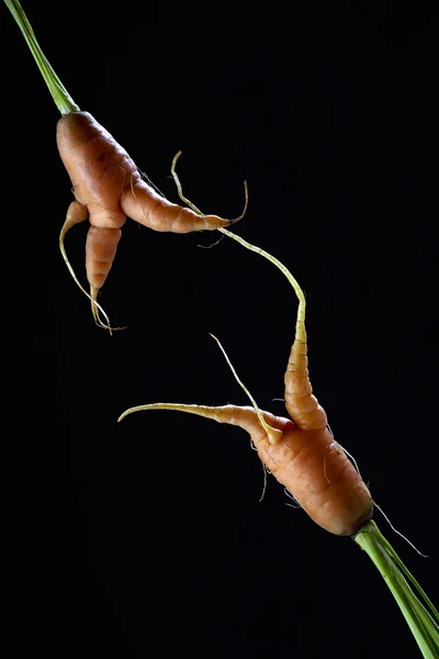 Zanahorias Imagen de archivo