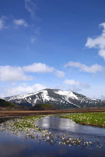 Lysichiton camtschatcense e Monte Shibutu — Foto Stock