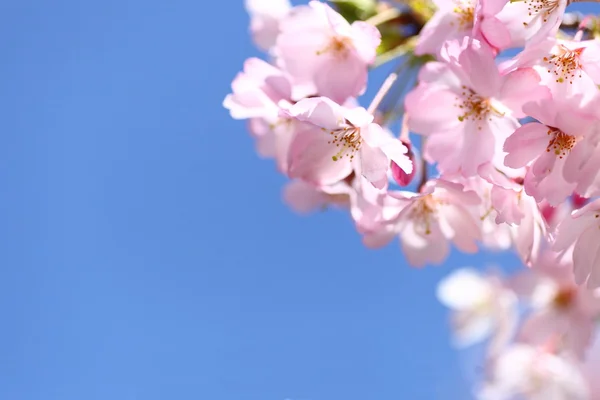 Japanische Kirschblüte — Stockfoto