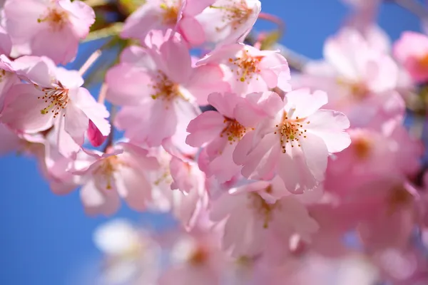 Flor de cerezo japonés —  Fotos de Stock