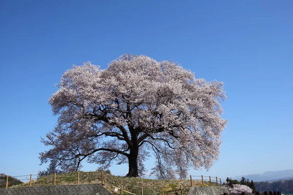 Japoński kwiat wiśni — Zdjęcie stockowe