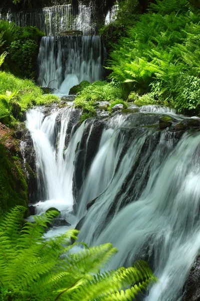 Verde fresco y cascada — Foto de Stock