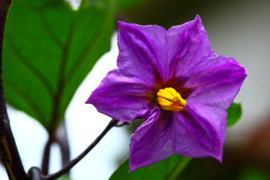 Flower of eggplant clipart