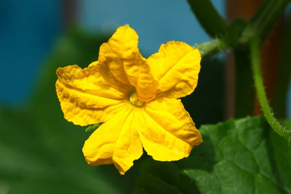 Flor de pepino — Foto de Stock