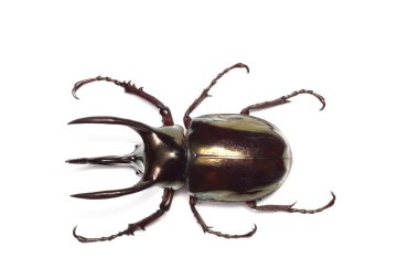 Atlas beetle clipart