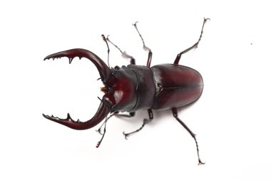 Stag beetle