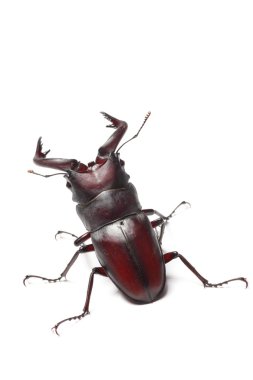 Stag beetle