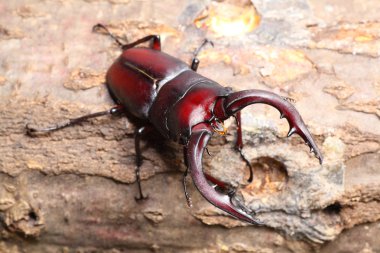 Stag beetle