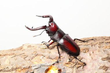 Stag beetle