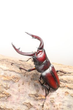 Stag beetle