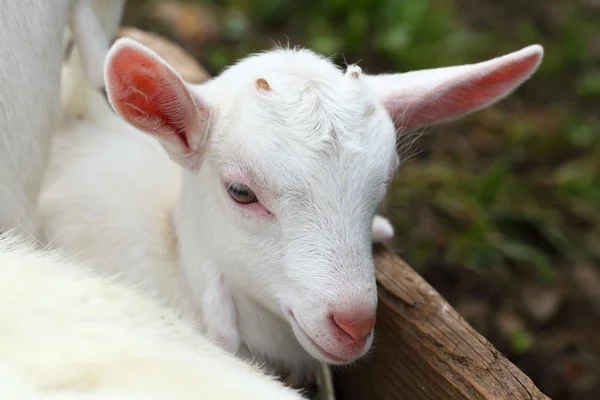 stock image Kid goat