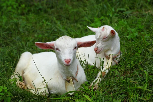 Kid goats Stock Image