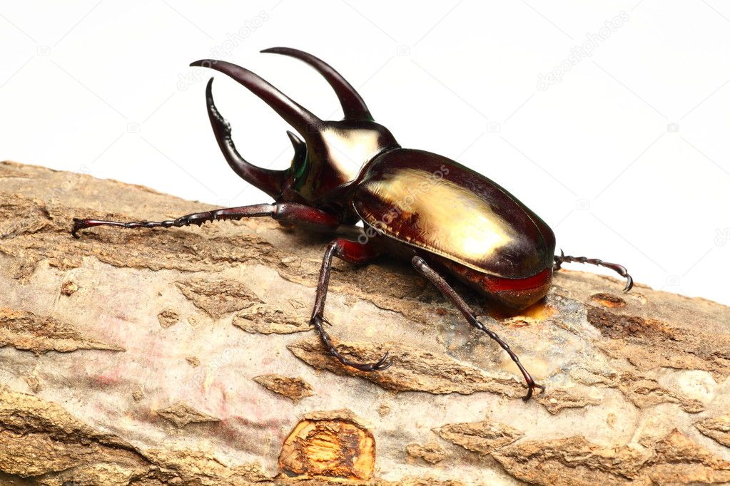 Atlas beetle — Stock Photo © norikazu 6422576