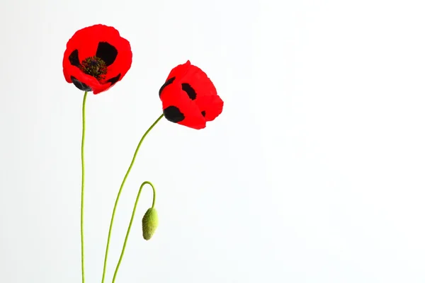 Oriental poppy — Stock Photo, Image