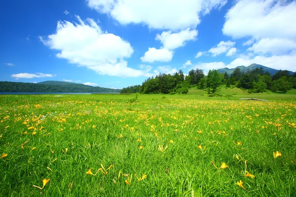尾濑国立公园的花 — 图库照片