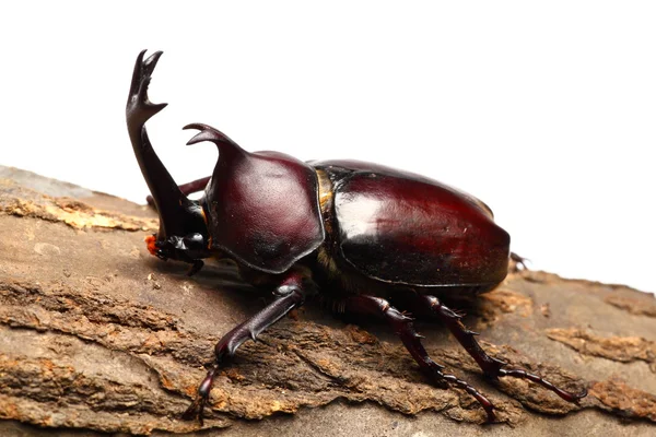 stock image Rhinoceros beetle