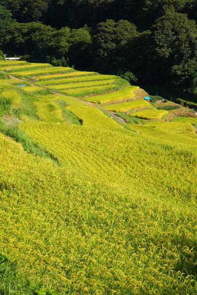 Terrain de riz en terrasses — Photo