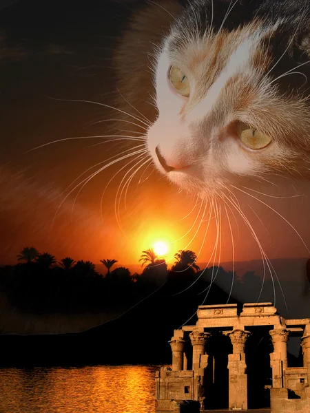 Egypt cat composing — Stock Photo, Image