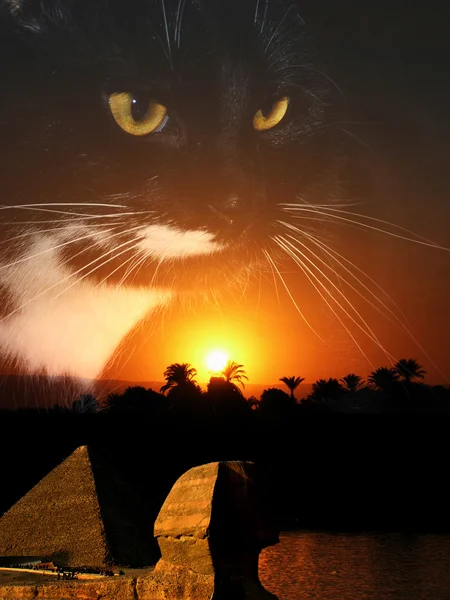 Egipt pisica de compunere — Fotografie, imagine de stoc