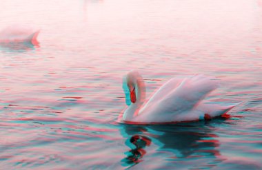 3D anaglyph of a graceful swan clipart