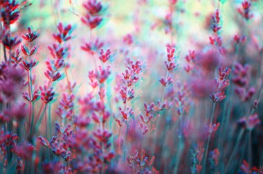 3D anaglyph ofa lavender plant field clipart