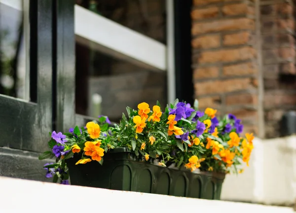 Flores janela de decoração — Fotografia de Stock