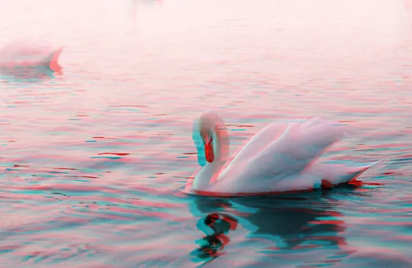 3D anaglyph of a graceful swan — Stock Photo, Image
