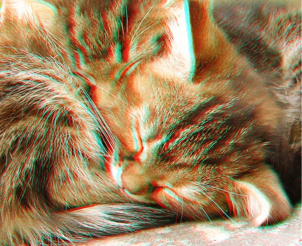 3D anaglyph van twee slapende katten — Stockfoto