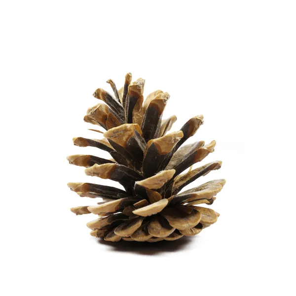 Cone de abeto de pinheiro em fundo branco — Fotografia de Stock