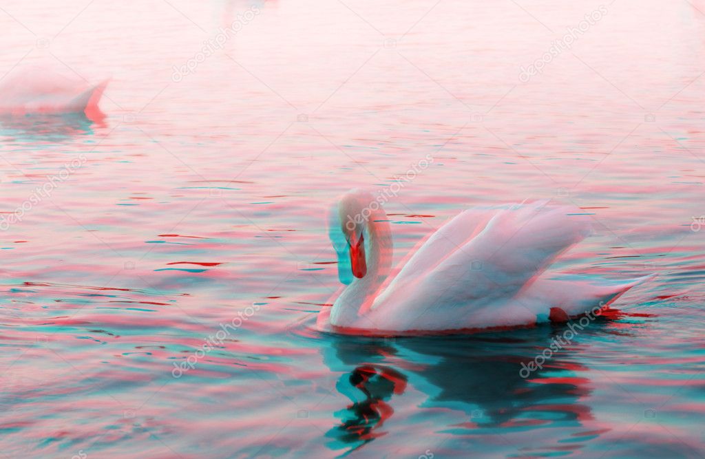3D anaglyph of a graceful swan