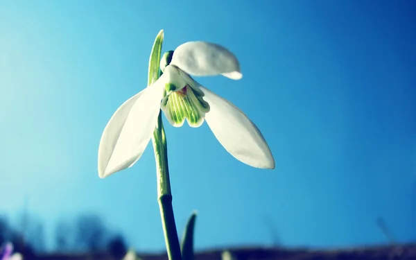 stock image Flower