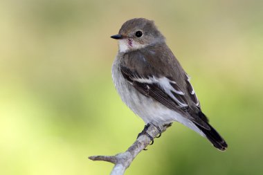 Pied Flycatcher - Ficedula hypoleuca clipart