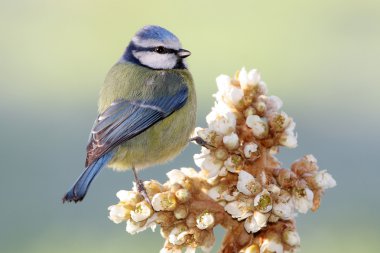 Mavi baştankara - parus caeruleus