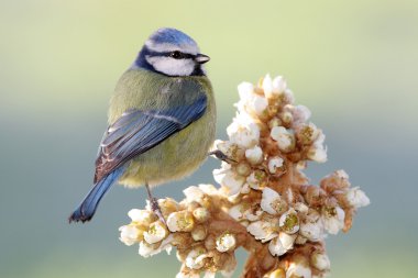 Blue Tit - Parus caeruleus clipart