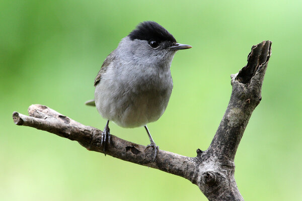 Blackcap - Sylvia atricapilla