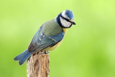 Blue Tit - Parus caeruleus clipart