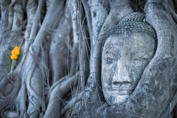 Tête de Bouddha — Photo