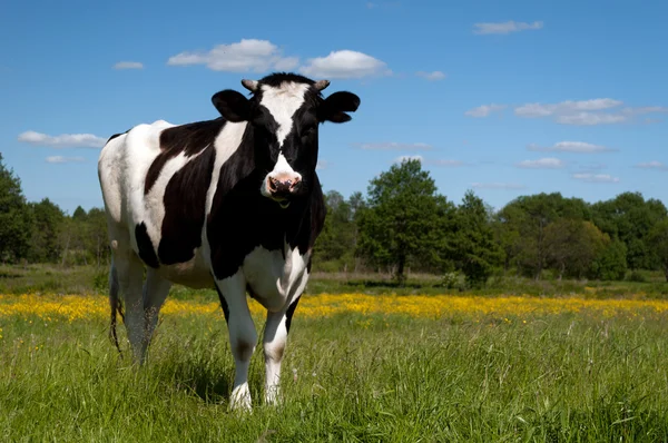 Black cow grazing in a field — Stock Photo, Image