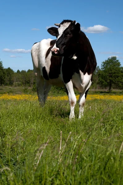 Μαύρη αγελάδα που βόσκουν σε ένα πεδίο — Φωτογραφία Αρχείου