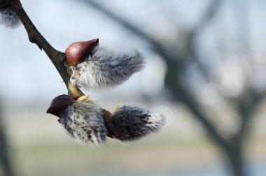 Willow tomurcukları bahar