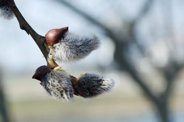 Willow toppen in het voorjaar van — Stockfoto