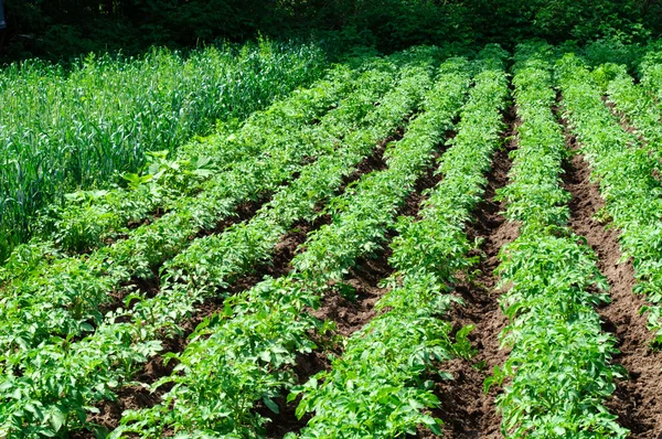Potato field — Stock Photo, Image