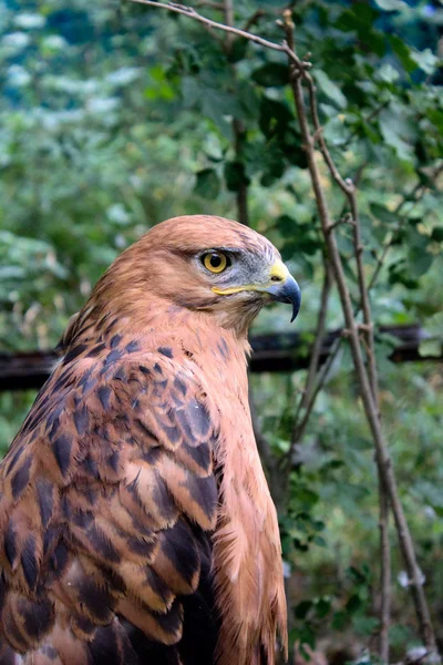 Stock image Long-legged buzzard