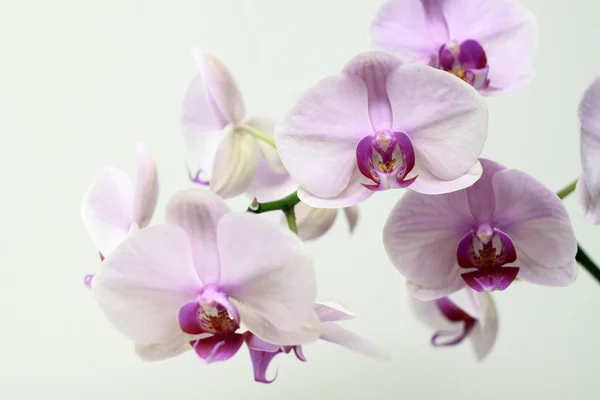 stock image Pick orchid