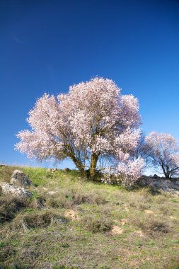 kiraz ağacı çiçekli