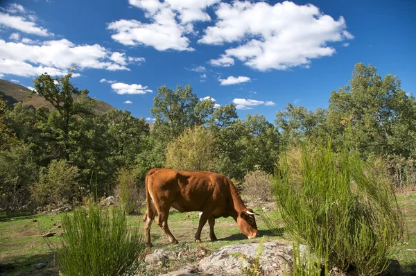 Kráva spásání trávy — Stock fotografie