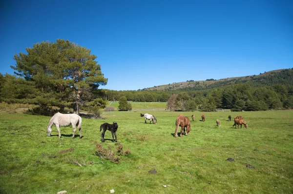 Família de cavalos pastando — Fotografia de Stock