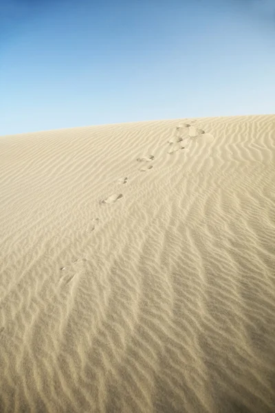 모래 위를 걷는 모습 — 스톡 사진
